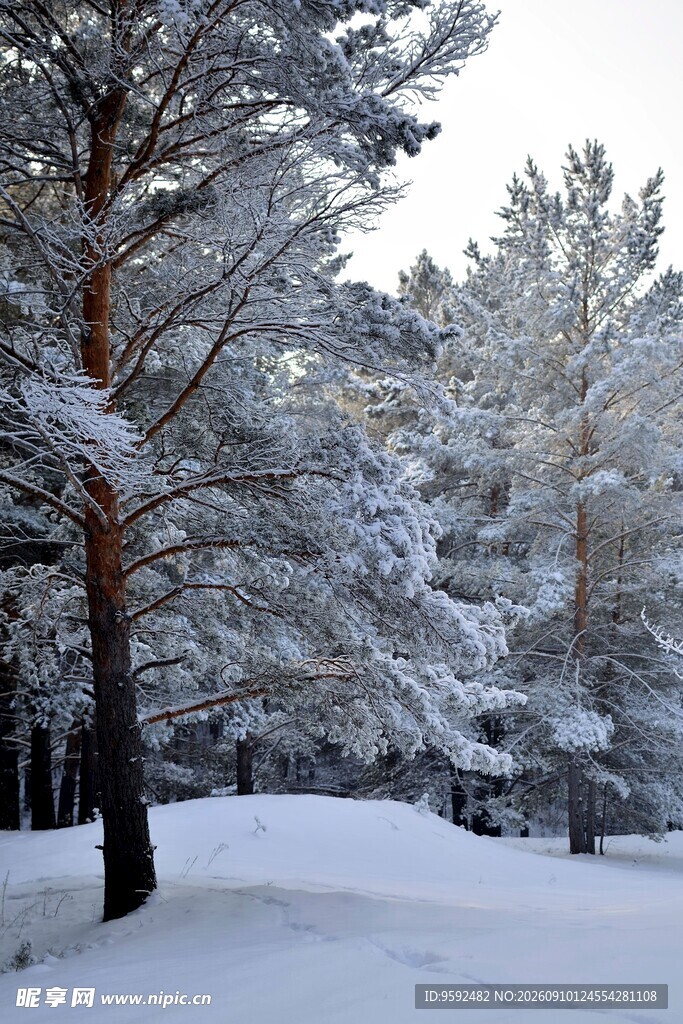 雪覆松林美景