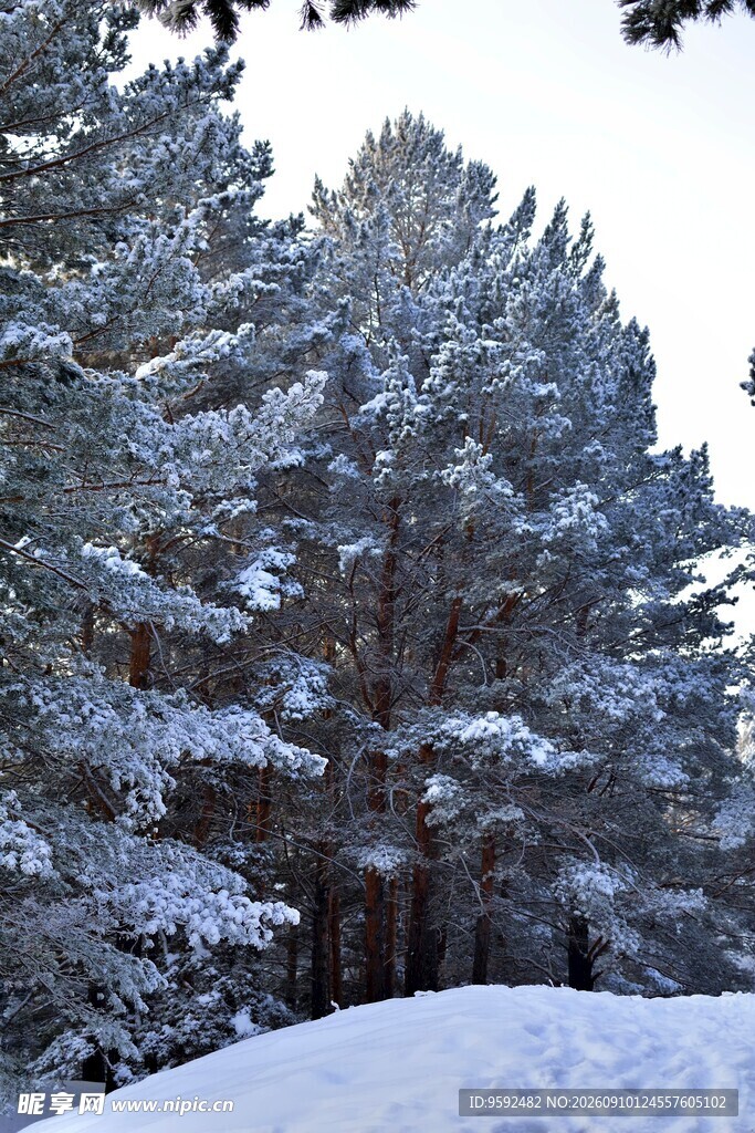 雪覆松林美景
