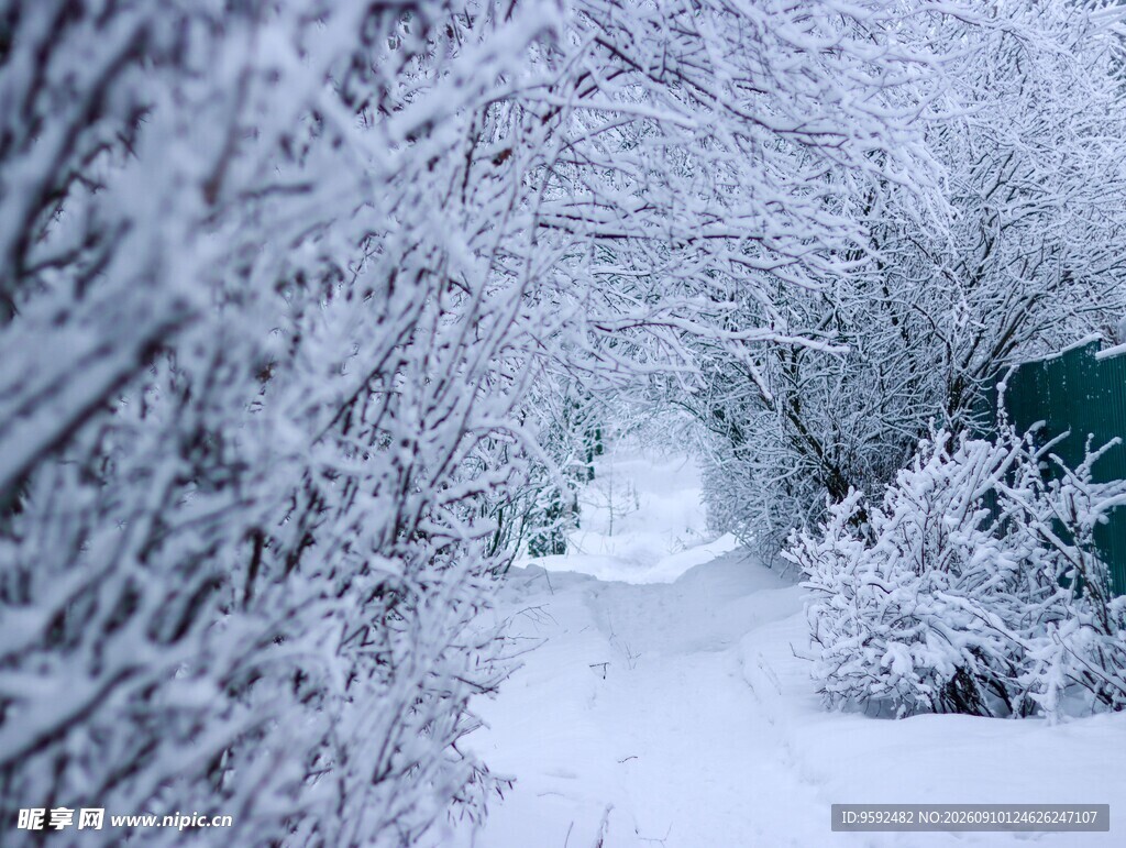 雪覆小径冬日静谧美景