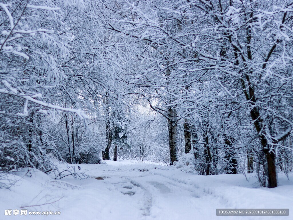 雪后林间小道静谧雪景