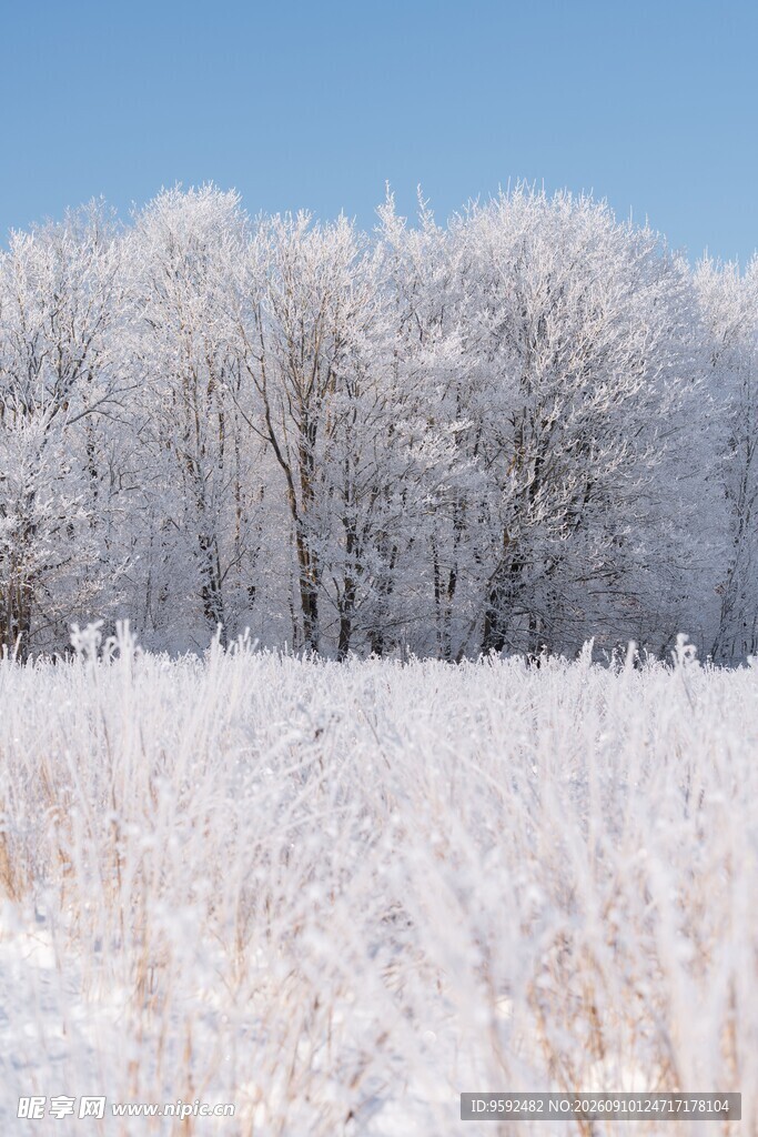 冬日雪覆树林与草地美景