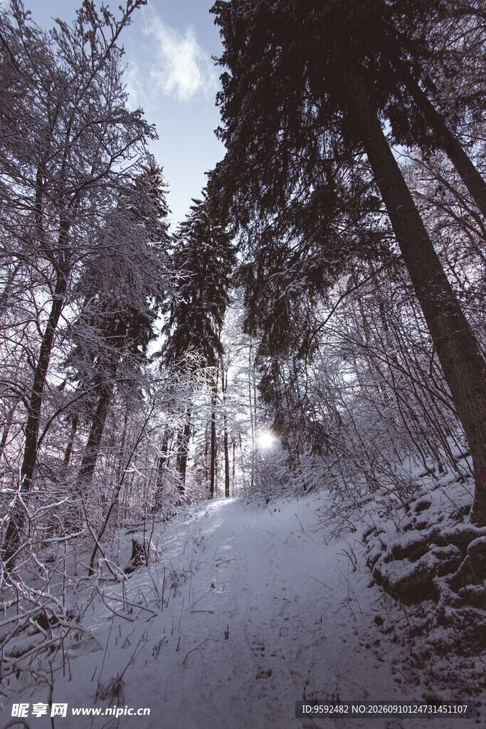 冬日雪林小路