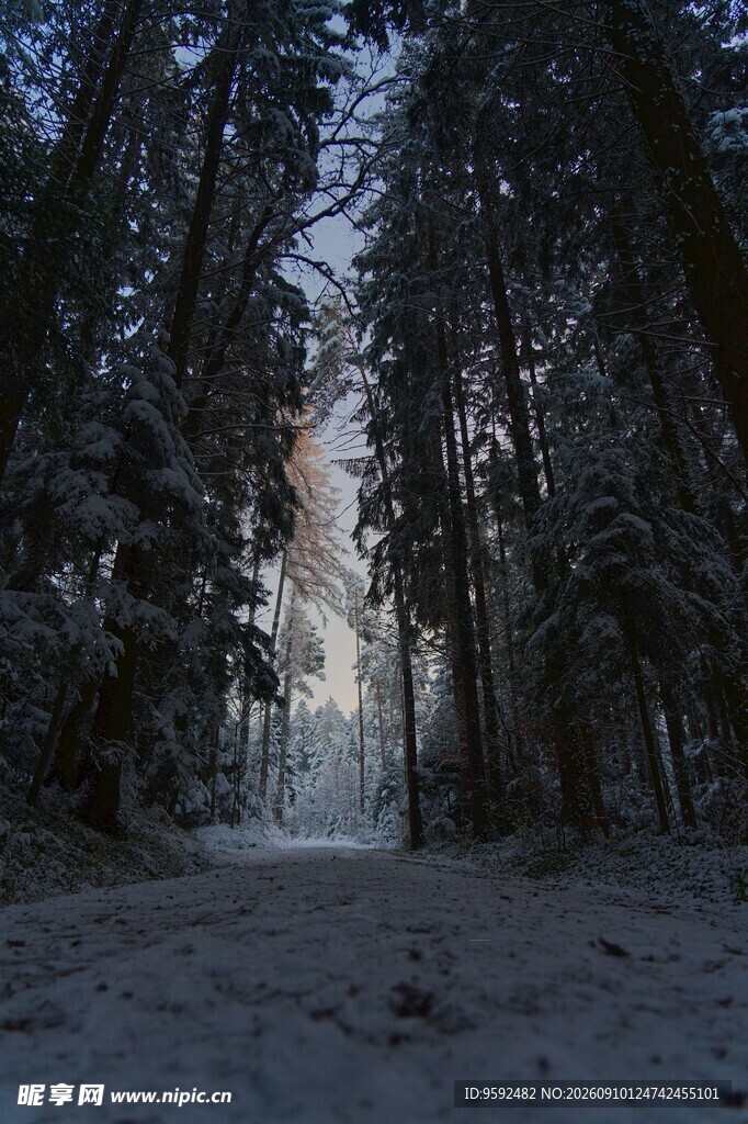 冬日雪覆森林静谧景象