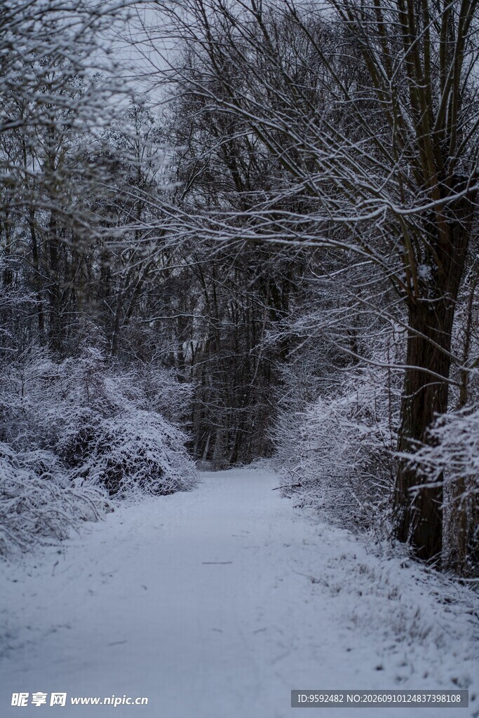 雪覆林间小道
