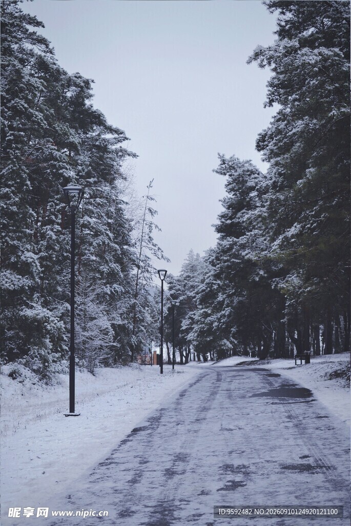冬日雪覆林间小路
