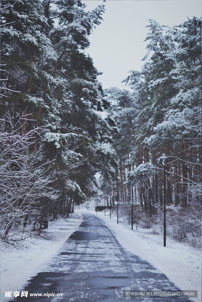 冬日雪覆林间静谧小路
