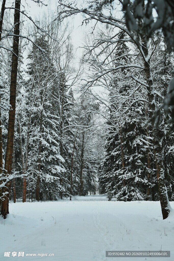 雪覆森林冬日静谧景象