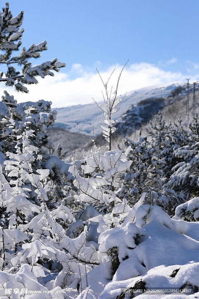 冬日雪景中的山林景观