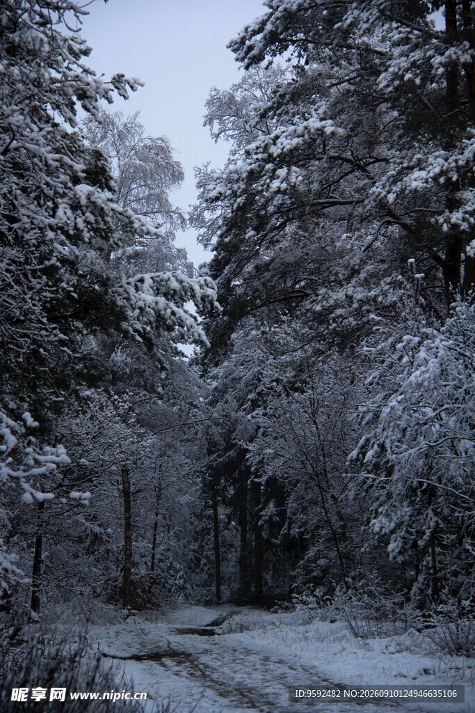 雪覆林间小道