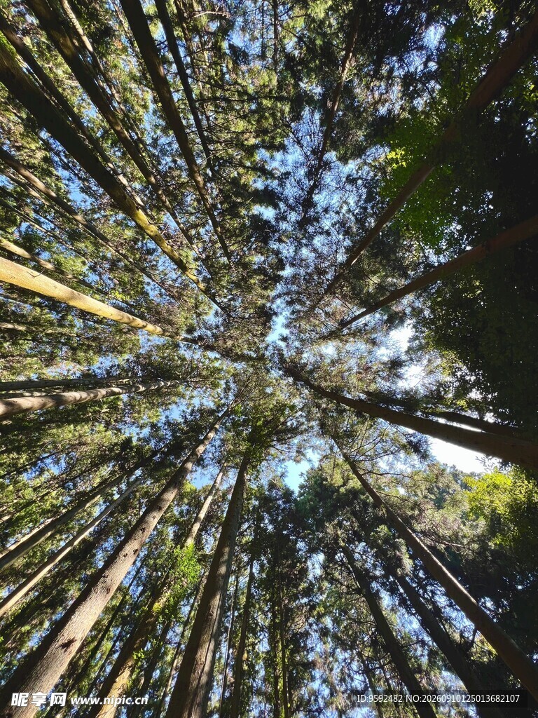 仰视茂密森林参天树木