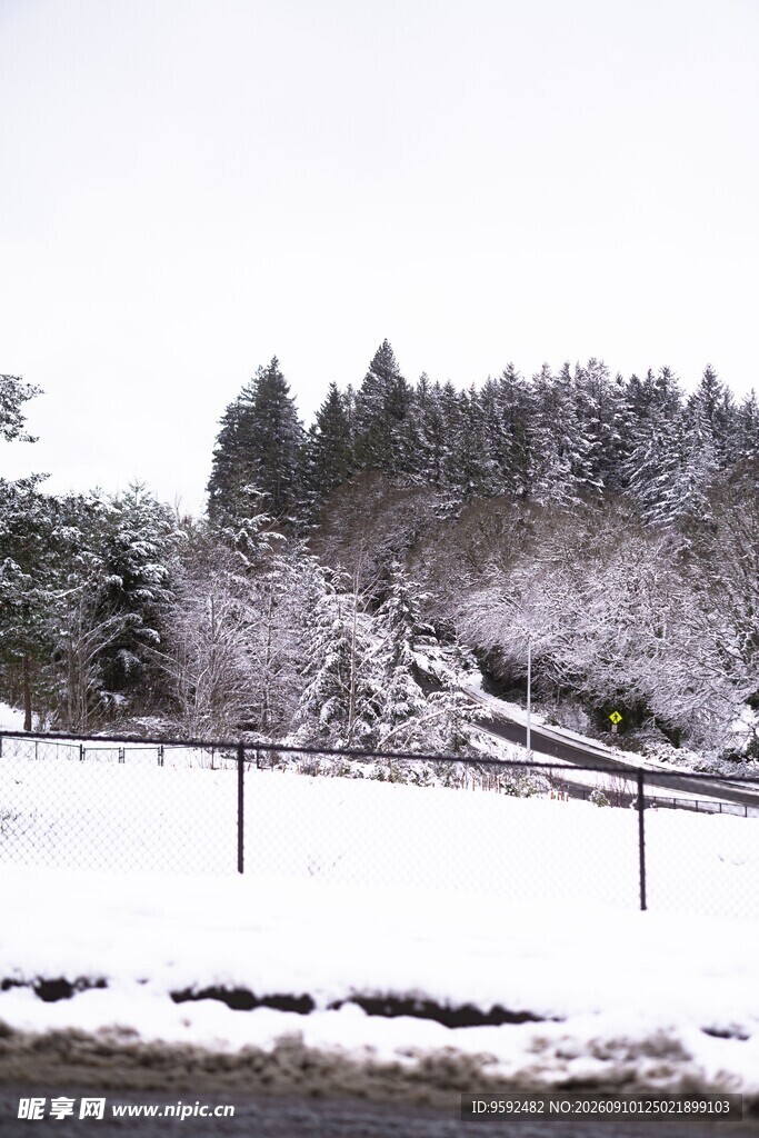 雪覆树林冬日静谧景致