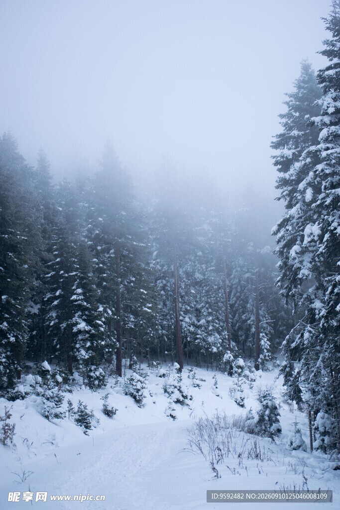 雪覆山林雾气弥漫的冬日景