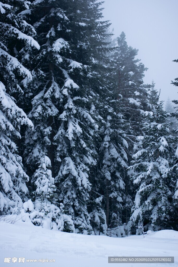 冬日雪覆森林美景