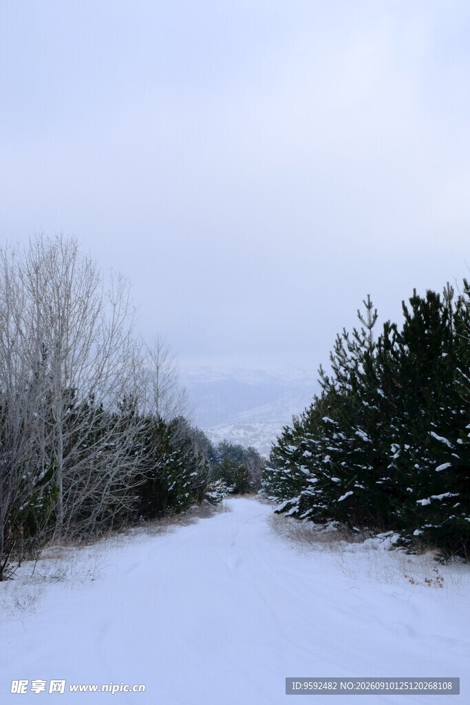 冬日雪景中的林间小道