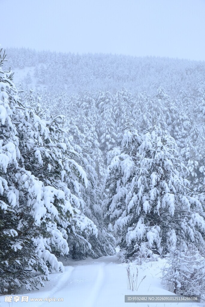 雪覆山林的静谧冬日景象