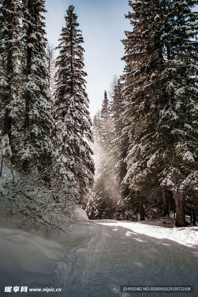 雪覆山林中的蜿蜒道路