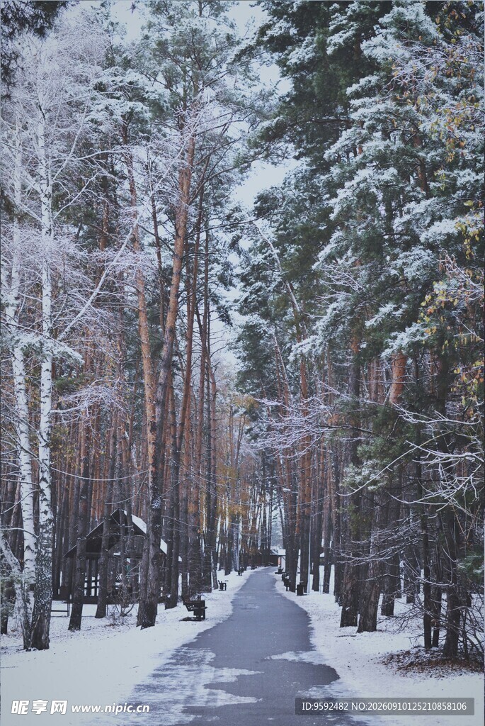 冬日雪林小路
