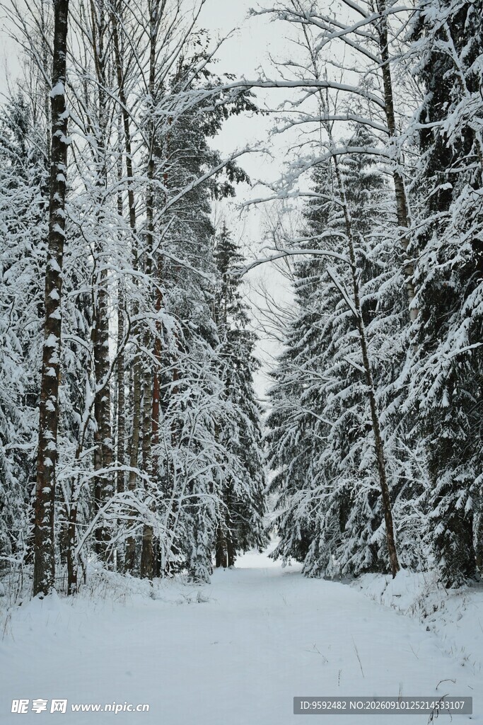 冬日雪覆森林静谧景象