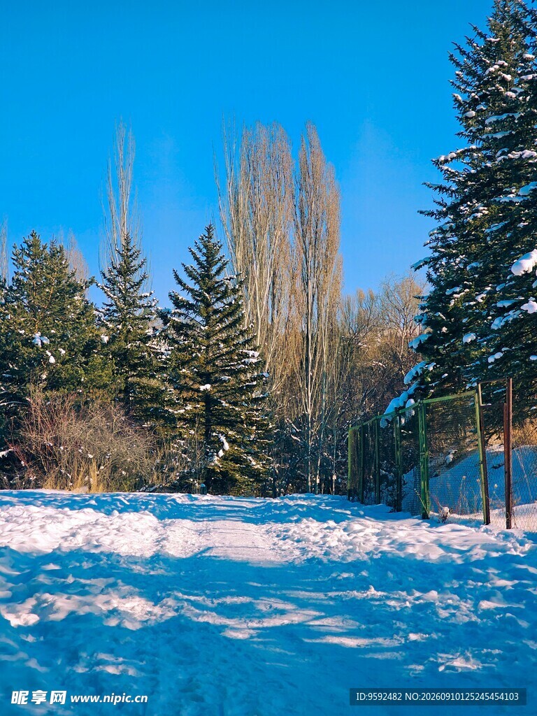 冬日雪林美景