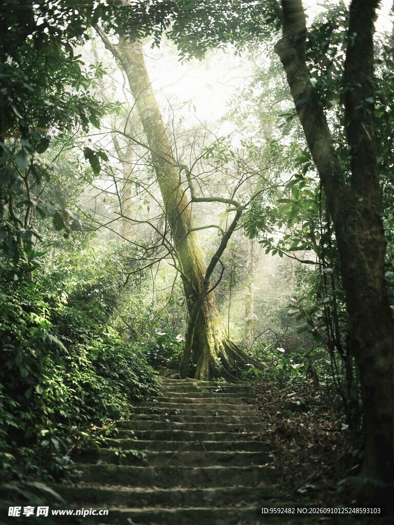 林间阳光洒落的幽静石阶
