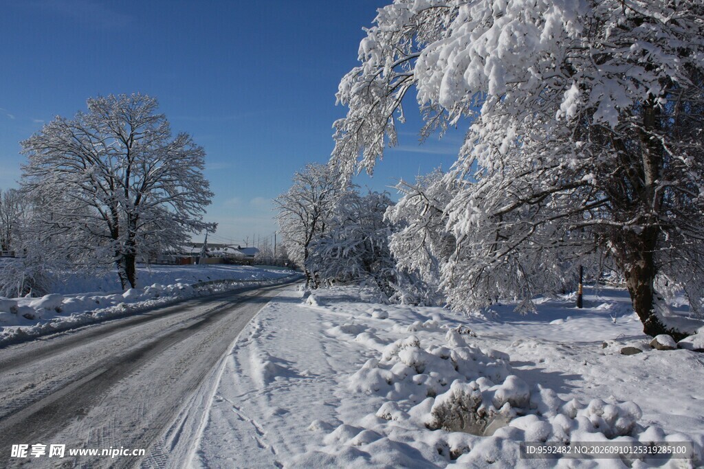 冬日雪覆道路与树木美景
