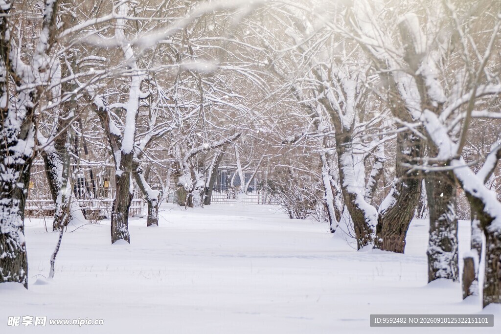 雪覆林间小道静谧雪景