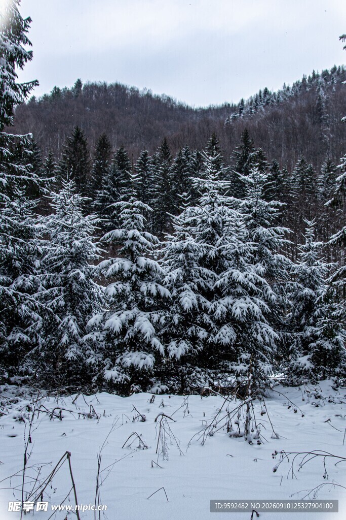 冬日雪景中的茂密雪覆树林