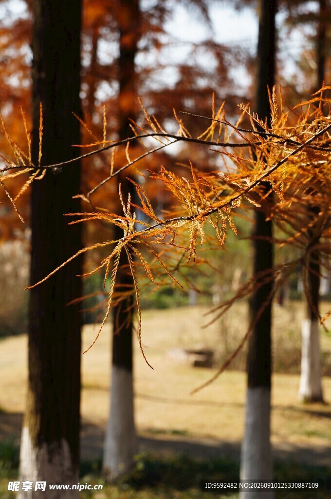秋日水杉林美景