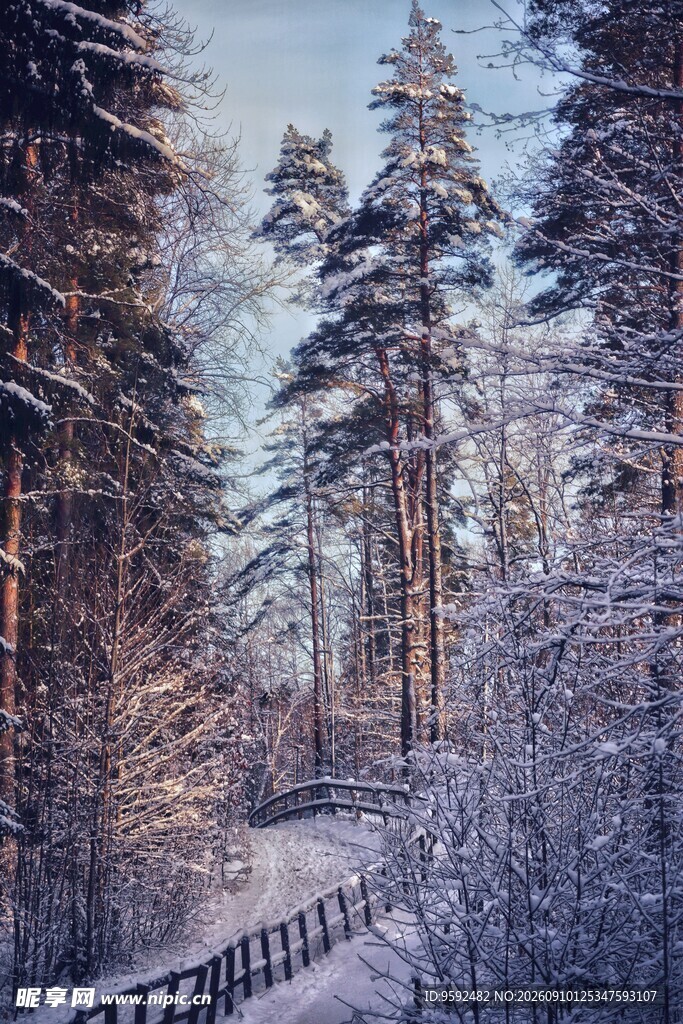 冬日雪林中小径美景