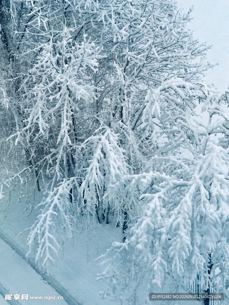 冬日雪覆树木的静谧美景