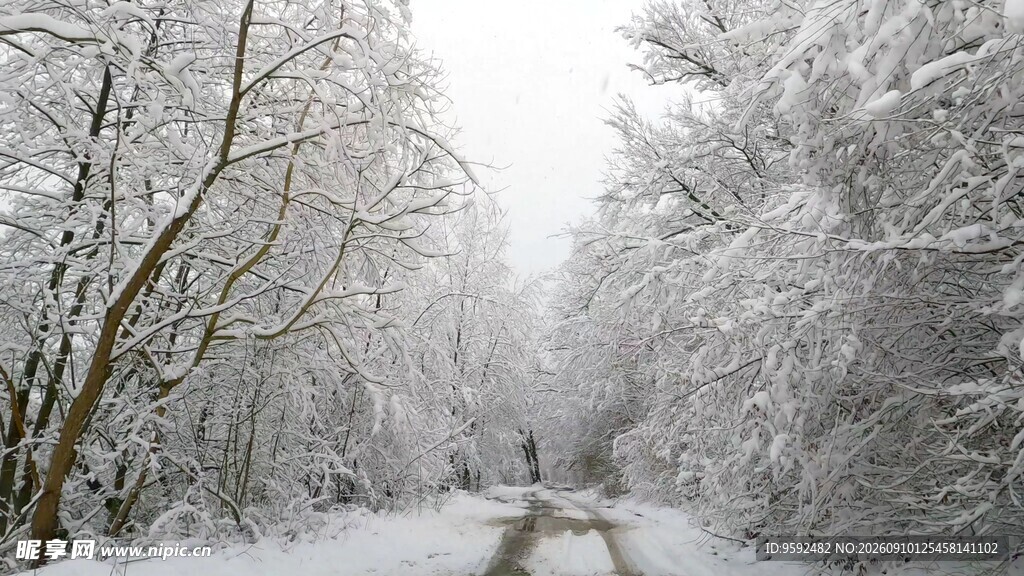 雪覆林间小路