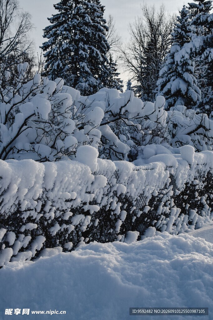 冬日雪景中的树木与积雪