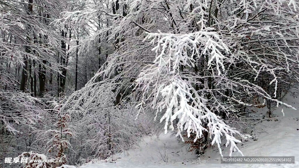 雪覆树林景观