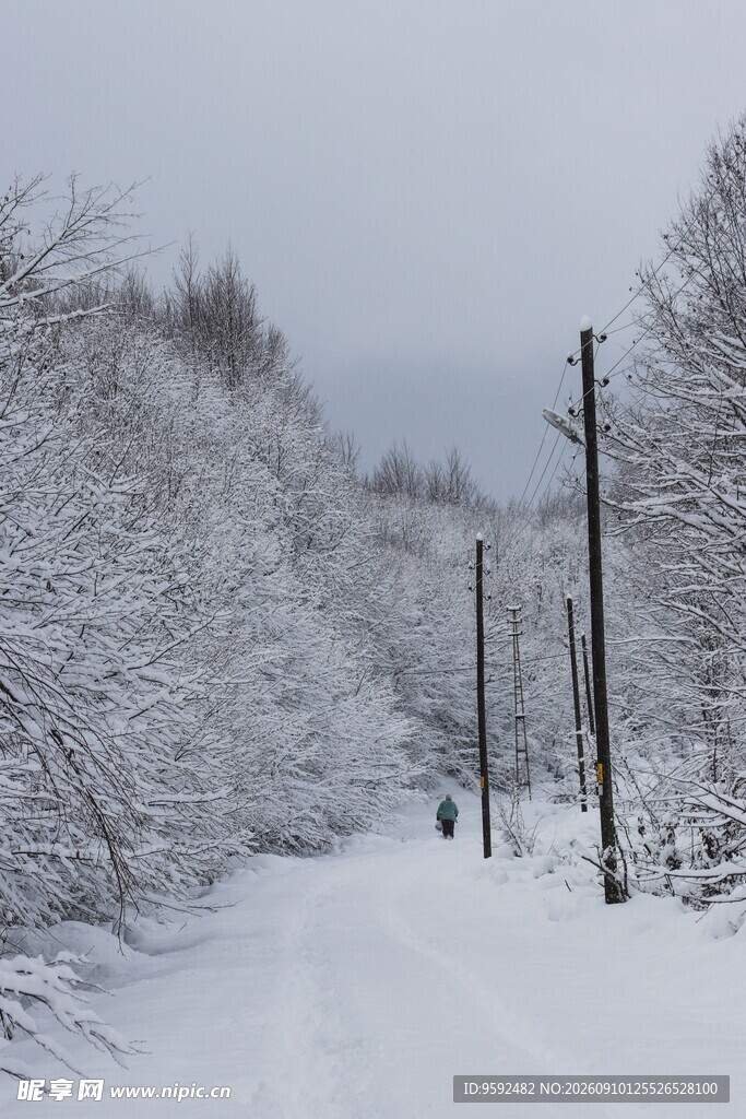 雪覆林间路静谧冬日景