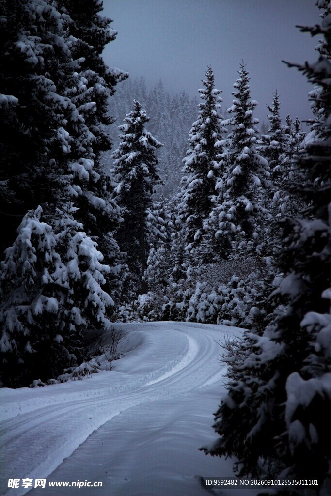 雪覆林间小道静谧冬景