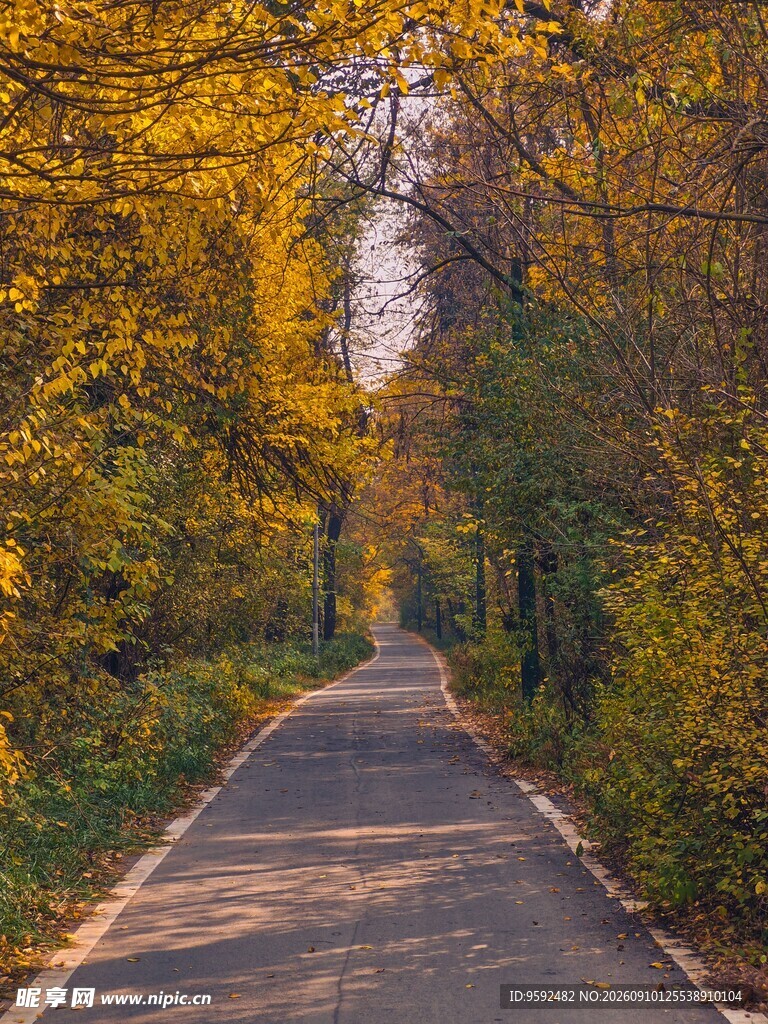 秋日林间小路
