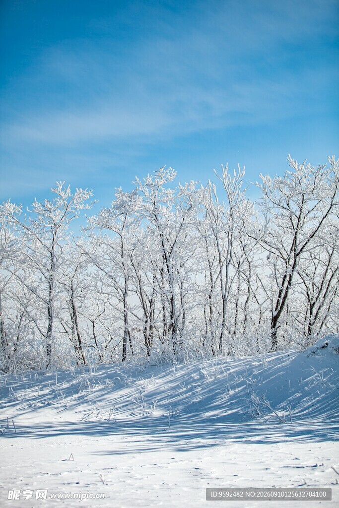 冬日雪林美景