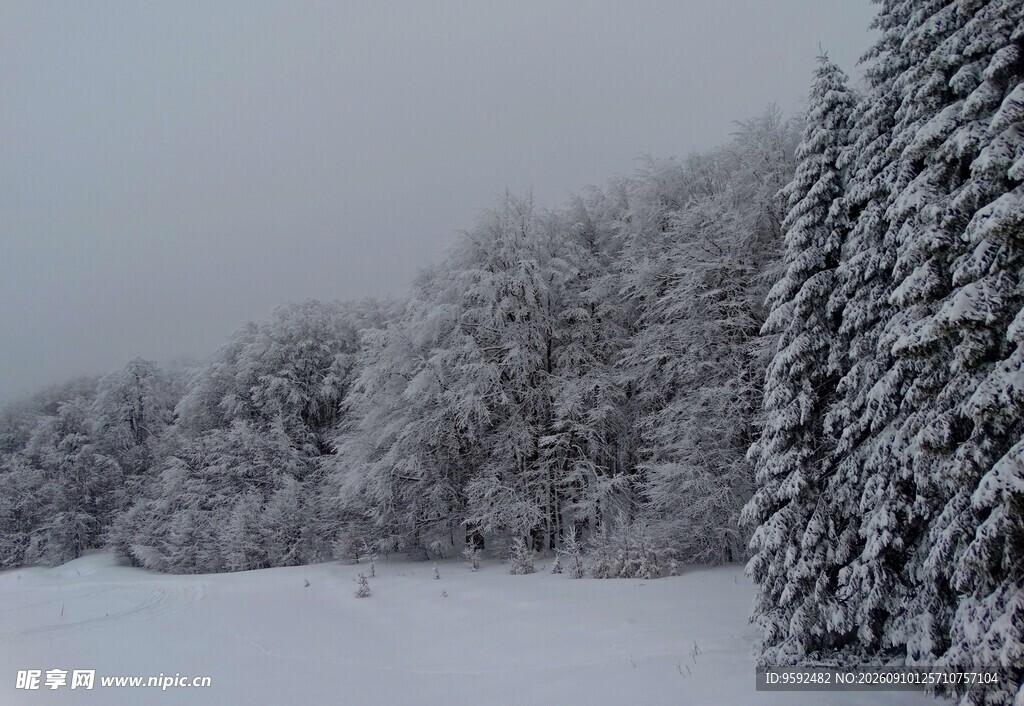 冬日雪景中的雪覆松林