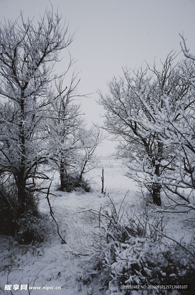 冬日雪景中的枯树景观