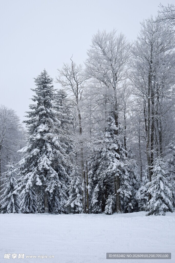 冬日雪景中的静谧雪覆树林