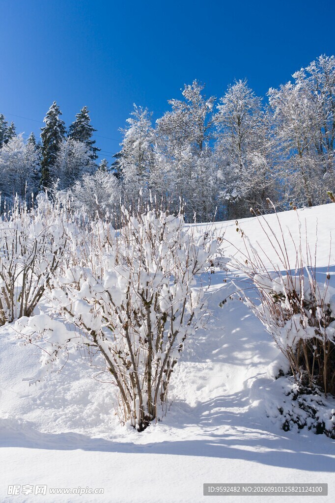 冬日雪景中的银白灌木丛