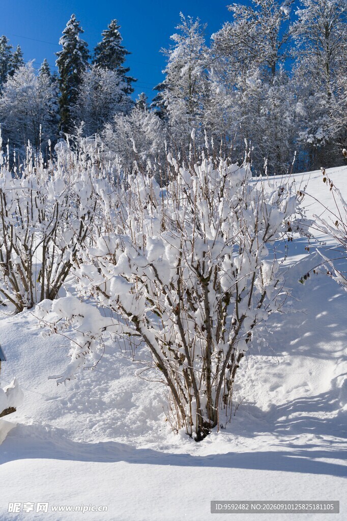 冬日雪景中的覆雪灌木