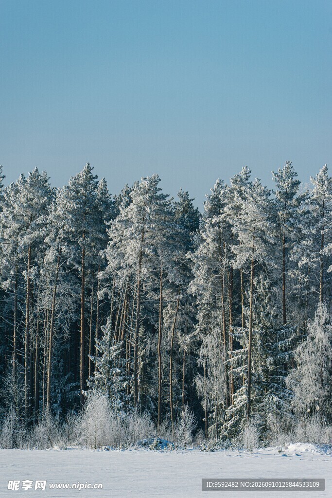 冬日雪覆松林美景