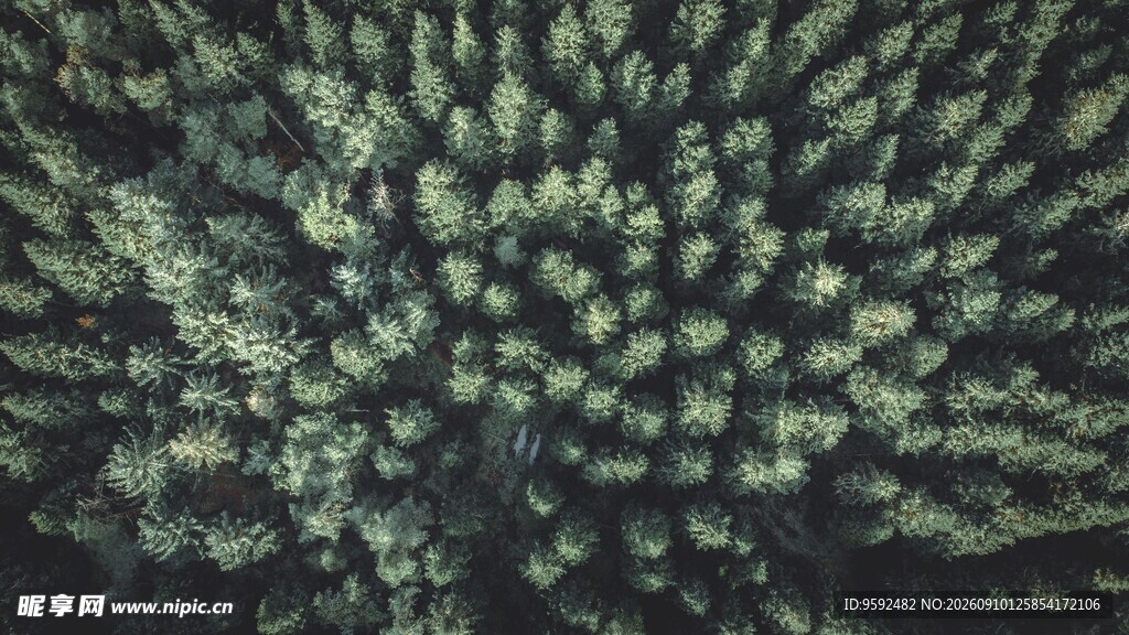密集绿植景观