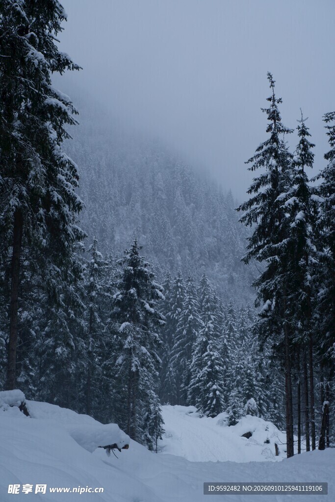 雪覆山林的静谧冬日景象