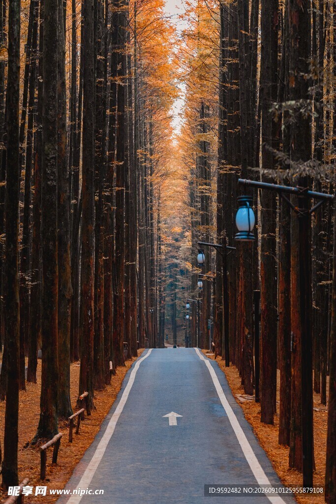 林间秋色公路美景