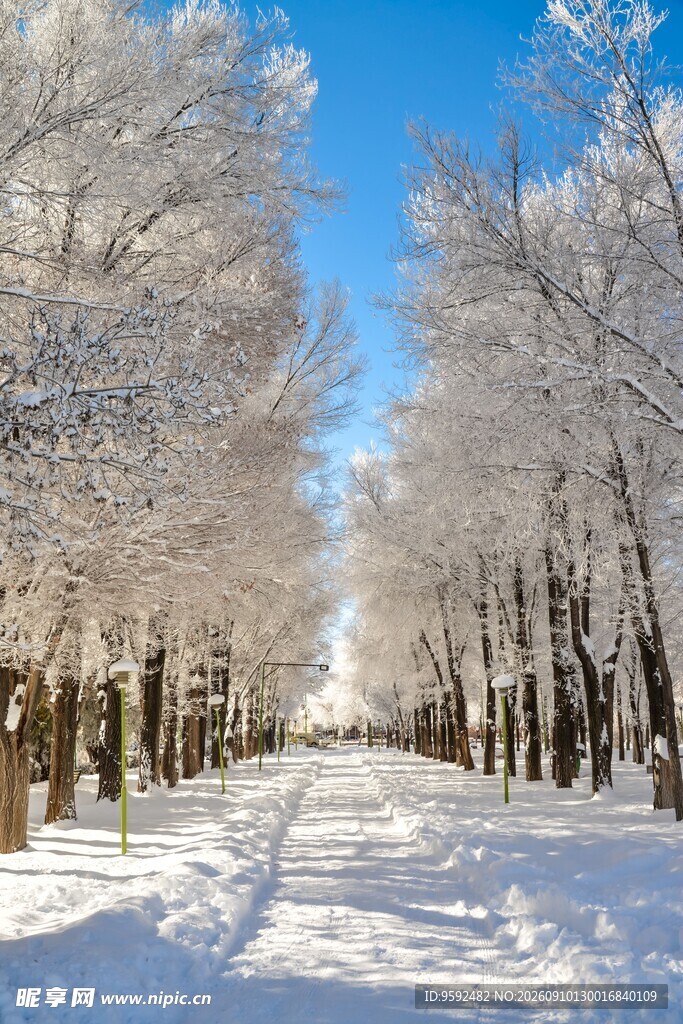 冬日雪林美景