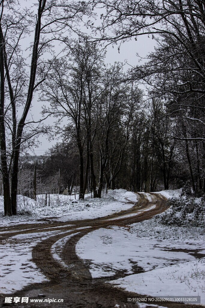 雪后林间交错的泥泞车辙