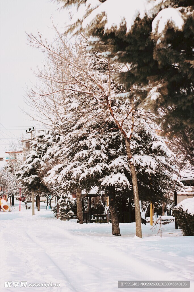 雪覆树木的宁静冬日小路