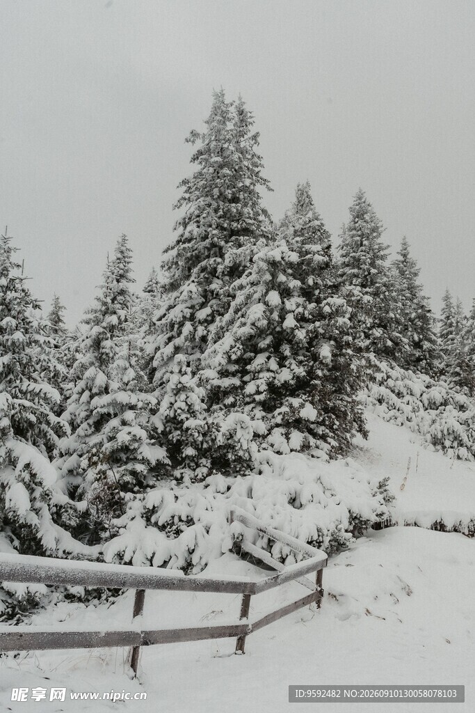 雪覆山林的冬日静谧景致